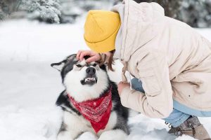 Lee más sobre el artículo Abogados para mordidas de perro