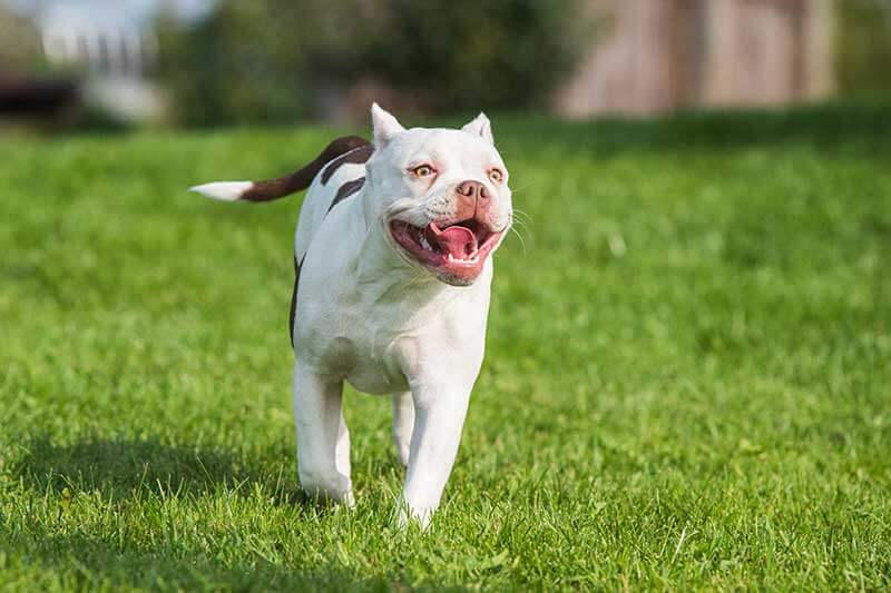ataques y mordeduras de perros en los ángeles